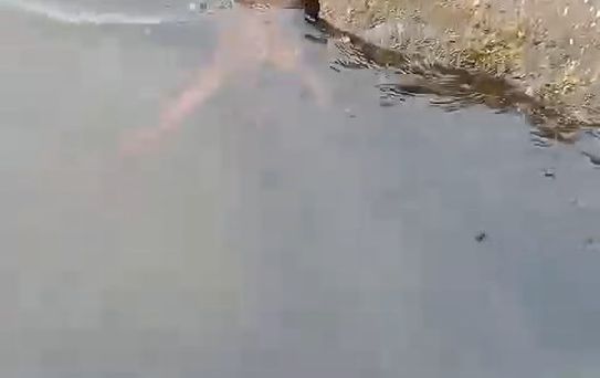 Su Samuru Balıkçıdan Balığı Çaldı