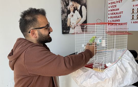 Kediler, Kuşlara Pusu Kurdu!