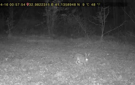 Ovacık'ta Fotokapan ile Yaban Hayvanları Görüntülendi