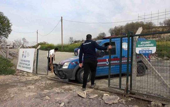 Yalova'daki barınakta köpek ölümleriyle ilgili soruşturma
