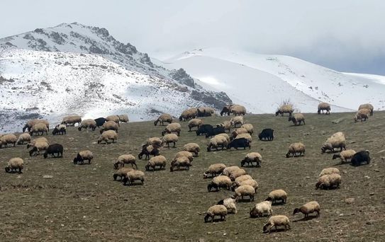 Küçükbaş Hayvanlar Meralara Salındı