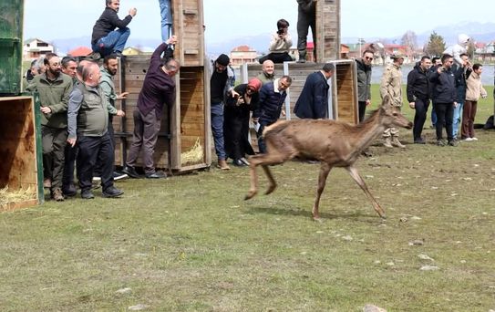Ordu'da doğaya 16 kızıl geyik salındı