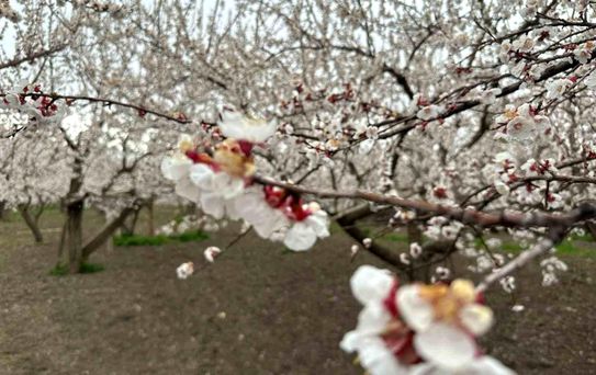 Kağızman'da Kayısı Ağaçları Çiçek Açtı