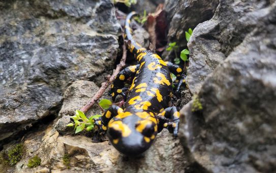 Sarı Benekli Semender Görüntülendi