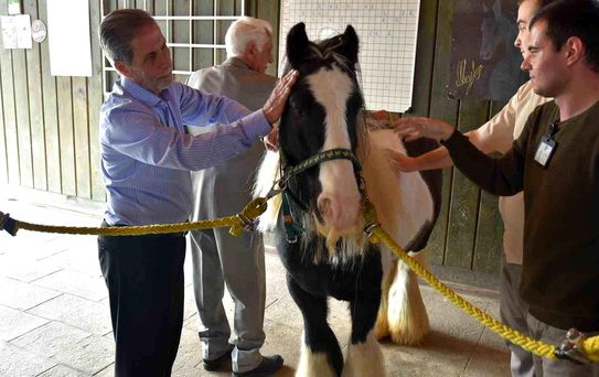 Pendik'te atlarla şifa: Yaşlılar için atla terapi dönemi başladı