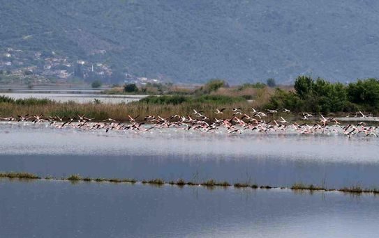 Aydın'da Flamingolar Tarlalarda