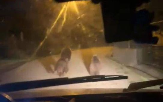 Zonguldak'ta Ayılar Köye İndi