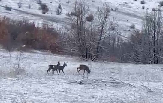 Kızılgeyikler Refahiye'de Görüntülendi