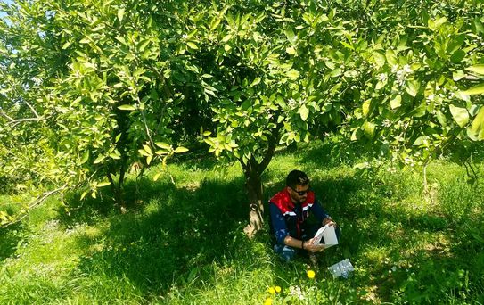 Koçarlı'da Meyve Sineği Takibi