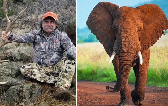 ABD'li milyoner avcı fillerin altında can verdi