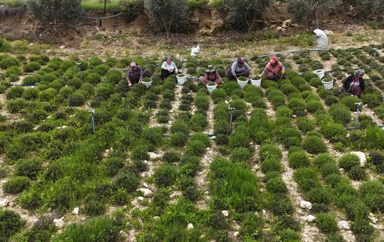 Sofraların vazgeçilmezinde bereketli hasat! Kilosu 300 liradan satılıyor