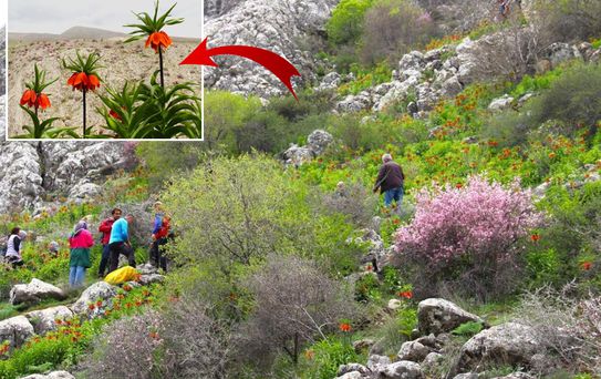 Afşin'de ters laleler açtı! Koparana 700 bin TL ceza