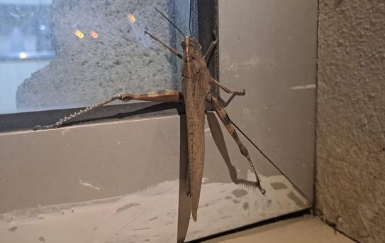 Cama çarpanı kuş zannetti, dev etçil çekirge çıktı! Boyutu ağızları açık bıraktı