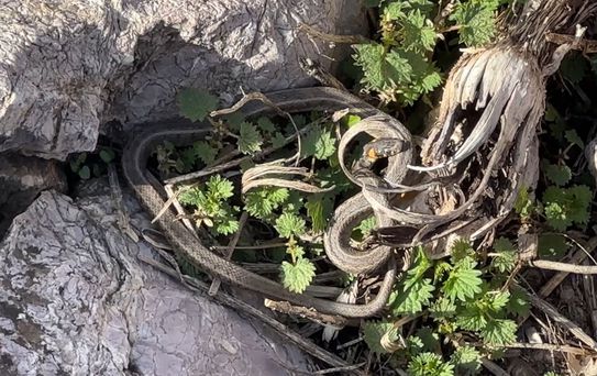 Brezilya'nın 'Yılan Adası' değil Yüksekova