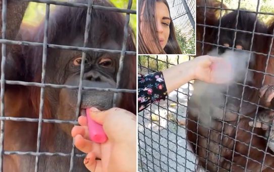 Nesli tükenmekte olan orangutana elektronik sigara içiren sporcu büyük tepki çekti