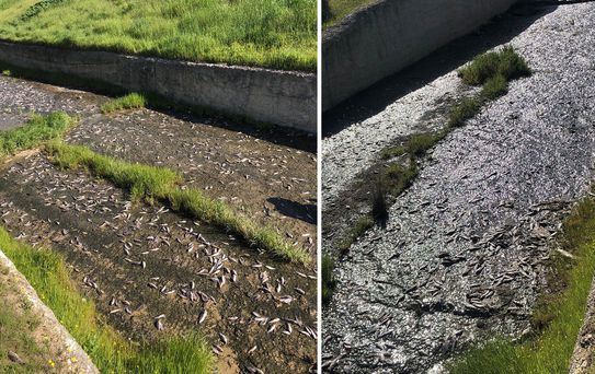 Tekirdağ'da gölde toplu balık ölümleri yaşandı
