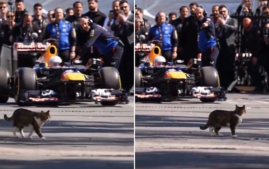 İstanbul'da Formula 1 aracını selamlayan kedi dünyada viral oldu