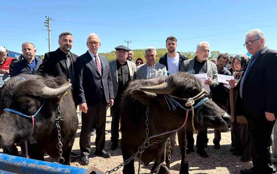 Kocaeli'deki manda yetiştiricilerine 3,4 milyon liralık destek