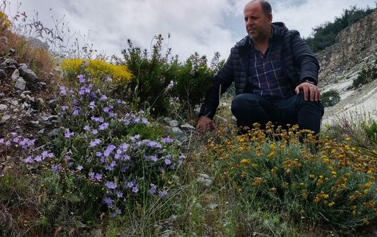 Dünyada sadece Aydın'da yetişen 'Küçük Çan' yok olma tehlikesiyle karşı karşıya