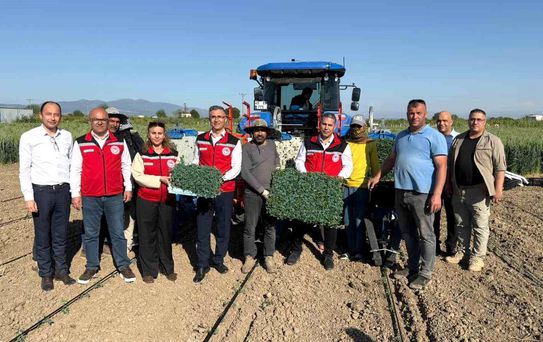 Manisa'da Domates Fide Dikimi Başladı