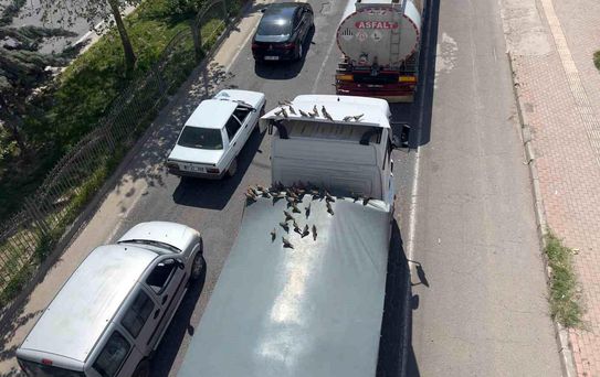 Kumrular Kırmızı Işıkta Ziyafete Çıkıyor