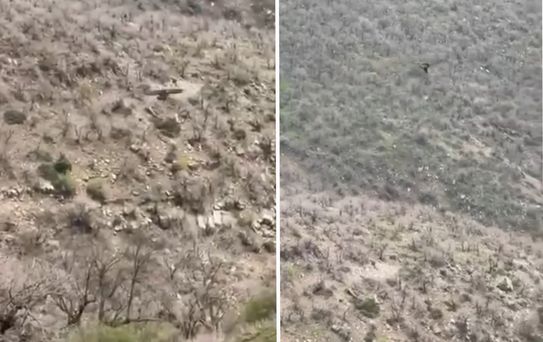 Şırnak'ta kartalın domuz avı kamerada