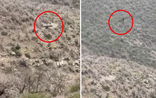 Şırnak'ta kartalın domuz avı kamerada