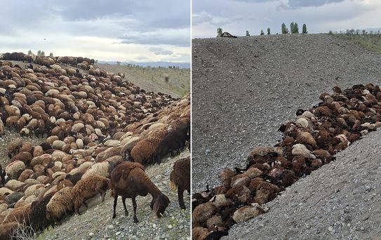 Arıların saldırdığı sürüde telef olan hayvan sayısı sanılandan daha fazlaymış