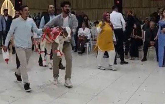 Osmaniye'de damada düğünde altın yerine buzağı verildi