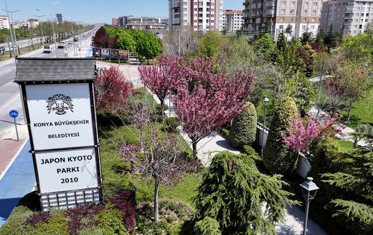 Sakuralar İçin Japonya’ya Gitmenize Gerek Yok; Konya’da Sakura Mevsimi Başladı