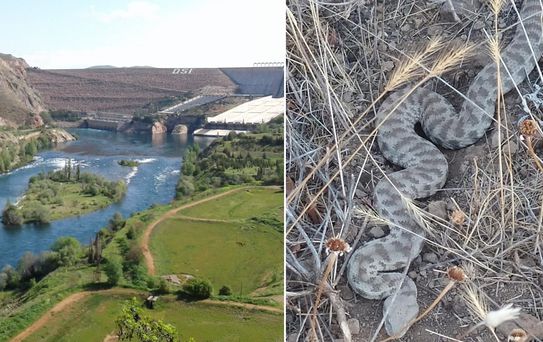 Bolu'dan sonra Elazığ’da da görüldü! Bir ısırığı öldürüyor