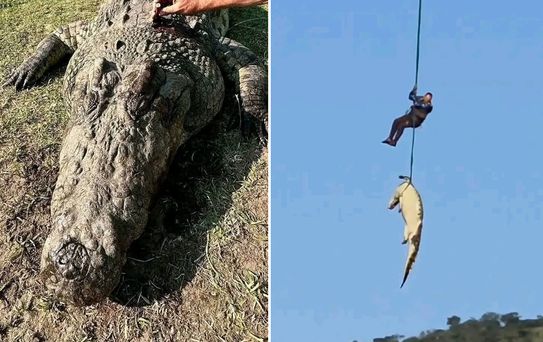 Kayıp kişileri o mu yedi? Dev timsahın midesinden 6 çift terlik çıktı