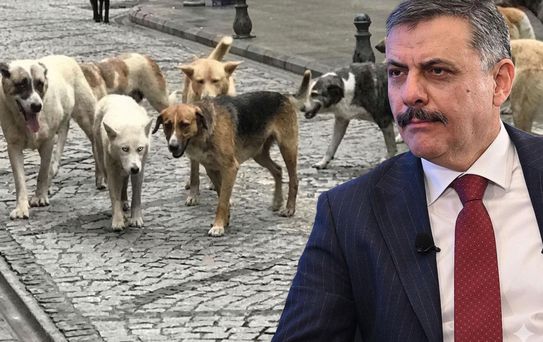 Bakan Çiftçi, sokak hayvanları sorununun tamamen çözümü için tarihi verdi