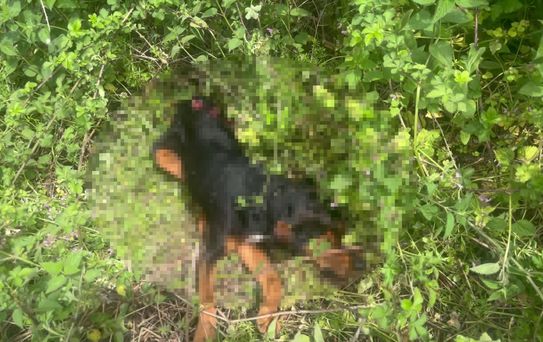 Köpeği demir sopayla döverek öldürdü