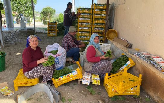 Üzümden önce yaprağı kazandırdı: Kapış kapış gidiyor