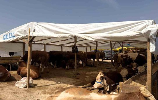 Kurban pazarlarında haşereye karşı ilaçlama mesaisi