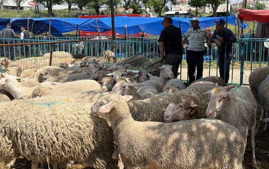 Tekirdağ'da Kurban Bayramı Hareketliliği