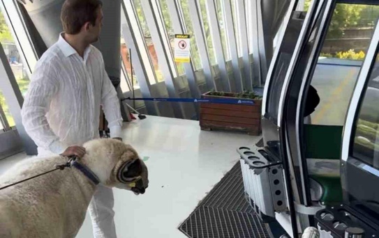 Kurban Koçu Teleferikle Uludağ'a Çıktı