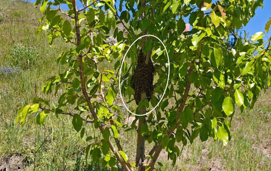Ağaca yaklaşınca gördüğü manzaraya inanamadı! Binlercesi bir arada