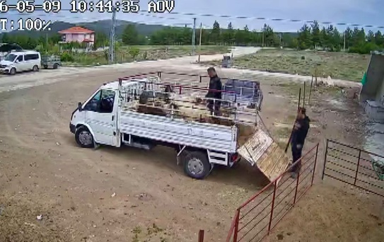 Koçun Saldırısı Kamerada