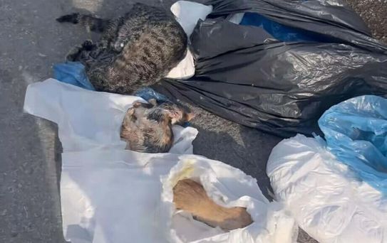 33 kediyi öldüren veteriner tutuklandı