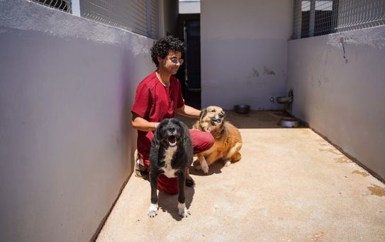 Engelli Köpek Paytak Yeni Yuva Bekliyor