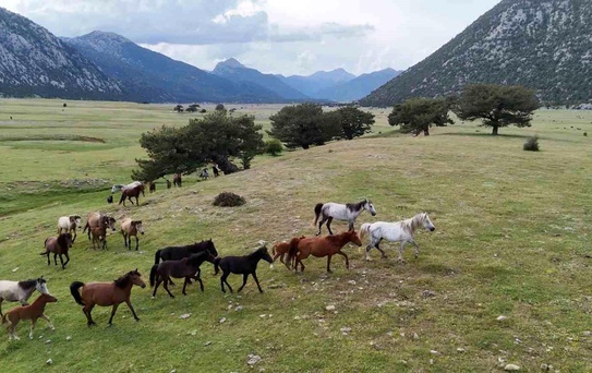 Eynif Ovası'nda Yılkı Atları Görüntülendi