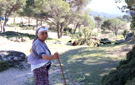 Çobanlık Unutuluyor: Beşparmak Dağları'nda Yaşlı Çobanlar
