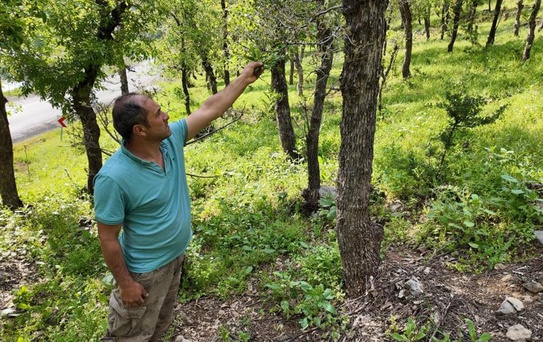İlçe halkı alarmda! Ormanlık alanda tırtıl istilası başladı