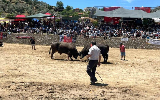 Germencik'te 63 çift boğa güreşti