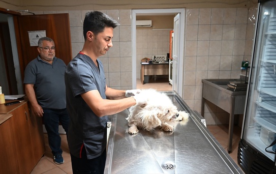 Kemer'de 147 Hayvan Tedavi Edildi