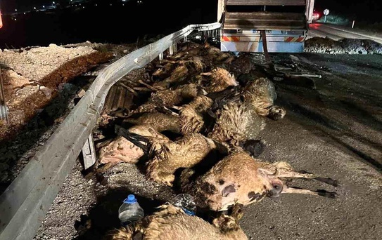 Erzincan'da Tır Kazası: 60 Koyun Telef Oldu
