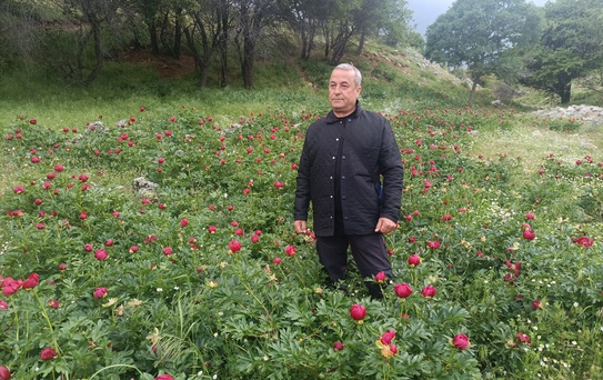 Kızılören'de Ayı Gülü Çiçek Açtı
