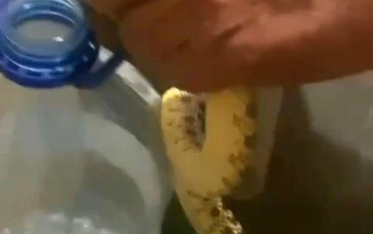 Ankara Polatlı'da yılan paniği
